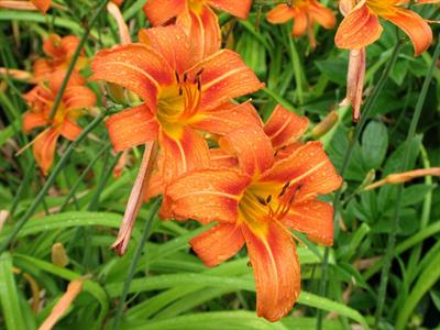Hemerocallis fulva